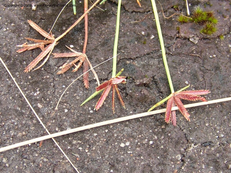 Cyperus rupestris--So.Africa. E. Cape. Umtamvuna Nat. Res. 11 Mch 05. 365.jpg