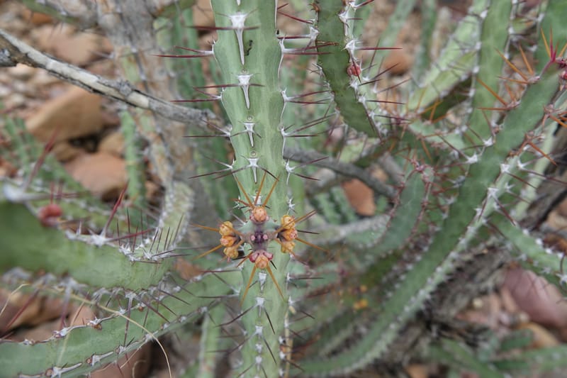 Euphorbia subsalsa subsp. fluviatilis, Nanyenia 1191--Namibia. Dry waterfal. 20 Mar 2018. DSC01925 (21).JPG