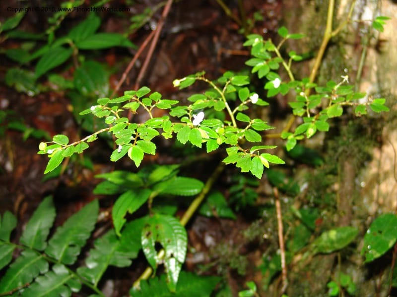 Begonia foliosa, Croat 95770--Ecuador. Maquipucuna Biol. Res. Send. al Humedal. 14 Mar 06. 197.jpg