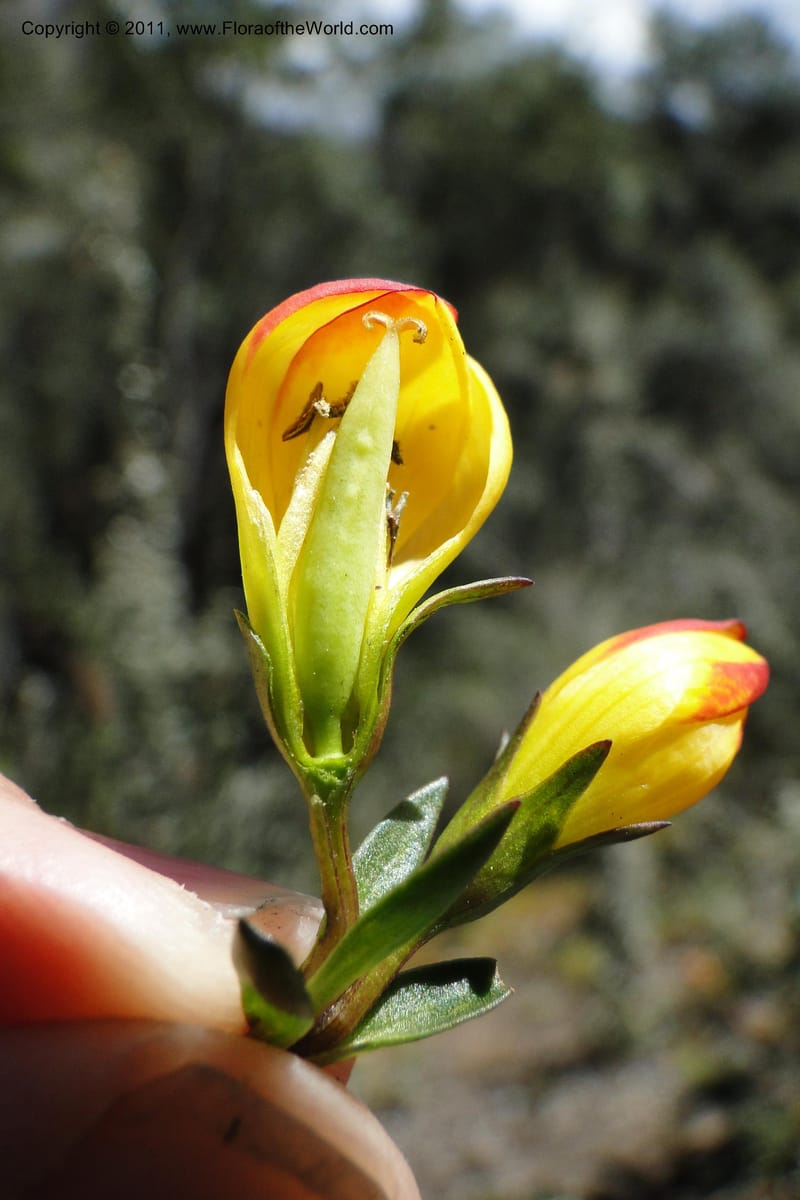 Gentianella hirculus, Ulloa 2116--Ecuador. Azuay. P. N. Cajas. 8 Jun 2011. 072 (15).jpg