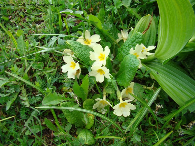 Slovenia. Menina Planina. 19 May 08. 027.jpg