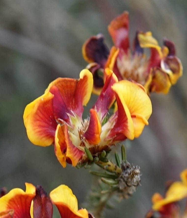 Pultenaea verruculosa, Davidson, C 13524--Australia. W. A. Trail to Mt. Hassell. 30 Oct 2016. DSC07078 (94).JPG