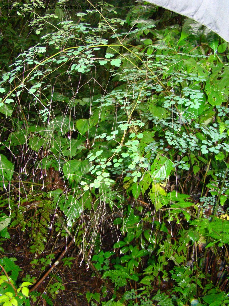 Thalictrum rhynchocarpum, RGereau7028--Tanz. Mbeya Rural Distr. Ngozi Crater. 26 Jan 08. 056.jpg