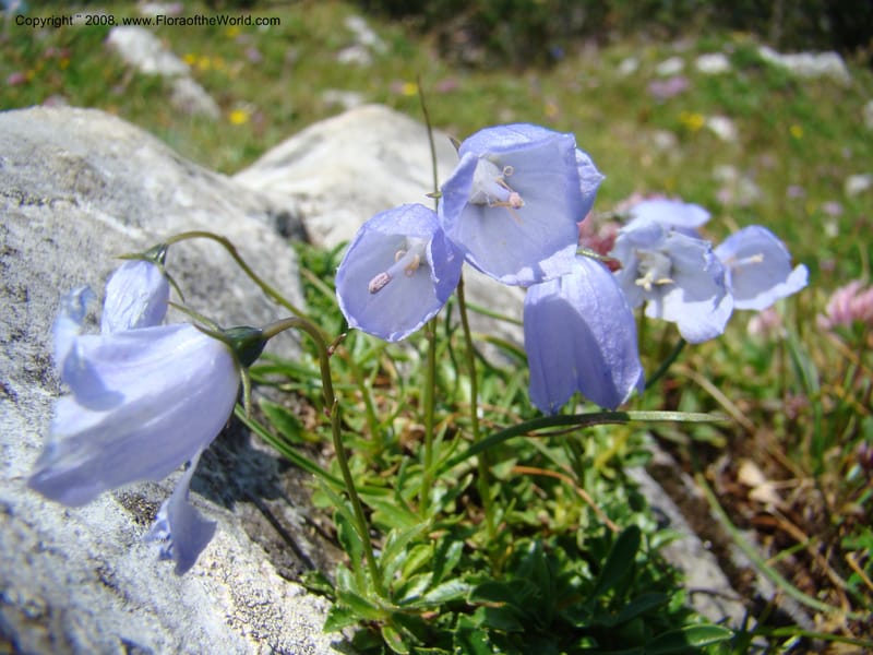Campanula, CDavidson11252--Slovenia. Gorenska Reg. Velika Planina. 6 Jul 08. 116.jpg