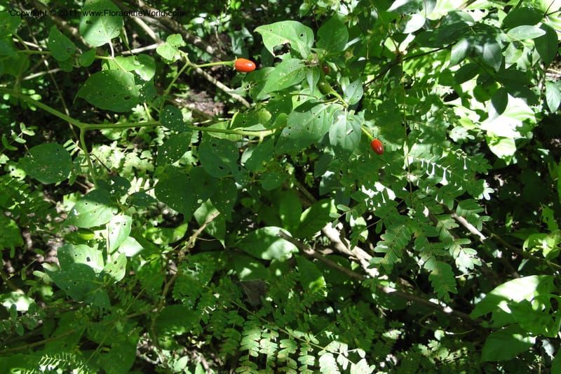 Capsicum, W. D. Stevens 31295--Paraguay. Edo. Concepcion. Garay Cue. 21 Mar 2011. 121 (1).jpg