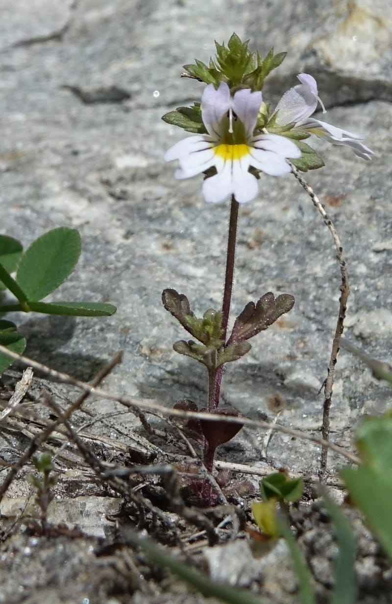 Euphrasia alpina, Not collected--Switzerland. Sass Almagell. Lac Mattmark. 3 Jul 2016. DSC08449 (30).JPG