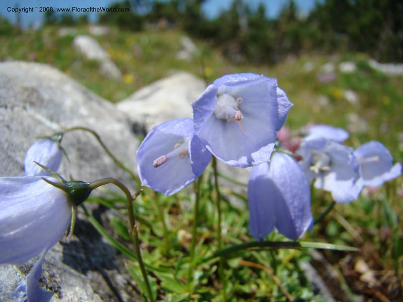 Campanula, CDavidson11252--Slovenia. Gorenska Reg. Velika Planina. 6 Jul 08. 121.jpg
