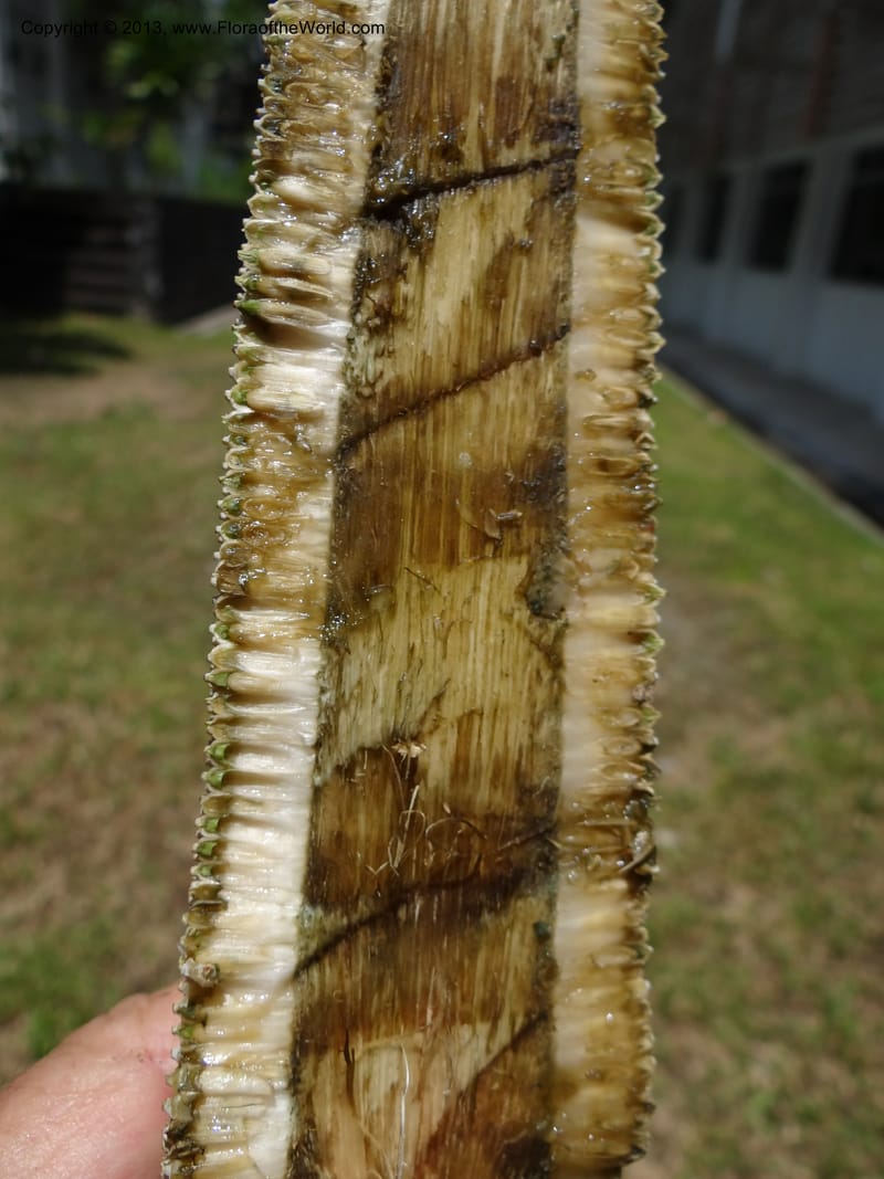 Pandanus epiphyticus, Callmander 1014--Malaysia, Sarawak. Bako Nat. Park. Beach. 31 Mar 2012. DSC06362 (115).JPG