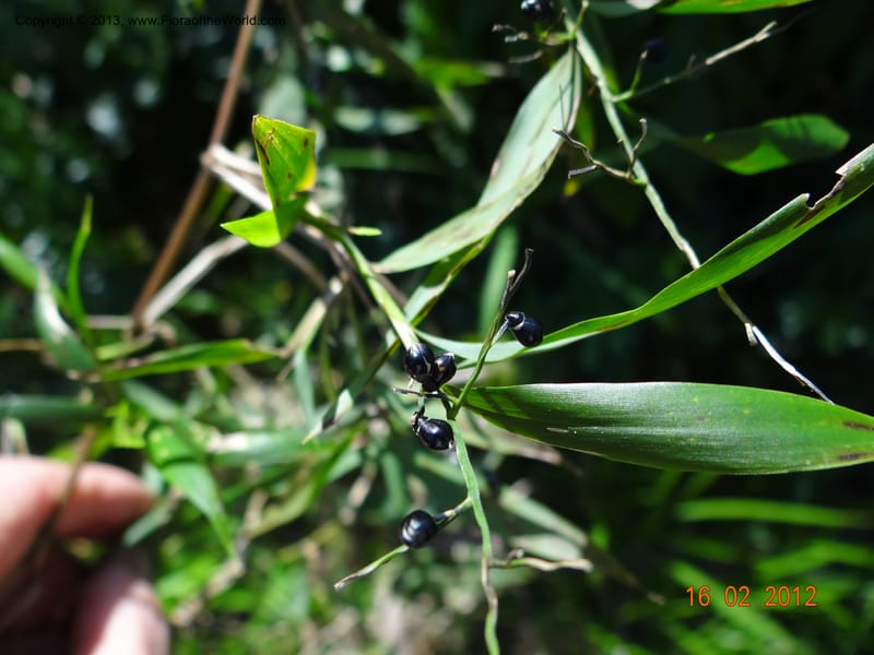 Lasiacis sp. unk., Martinez-Melendez, M 405--Mexico, Chiapas, Palenque 16 Feb 2012  2943 (3).JPG