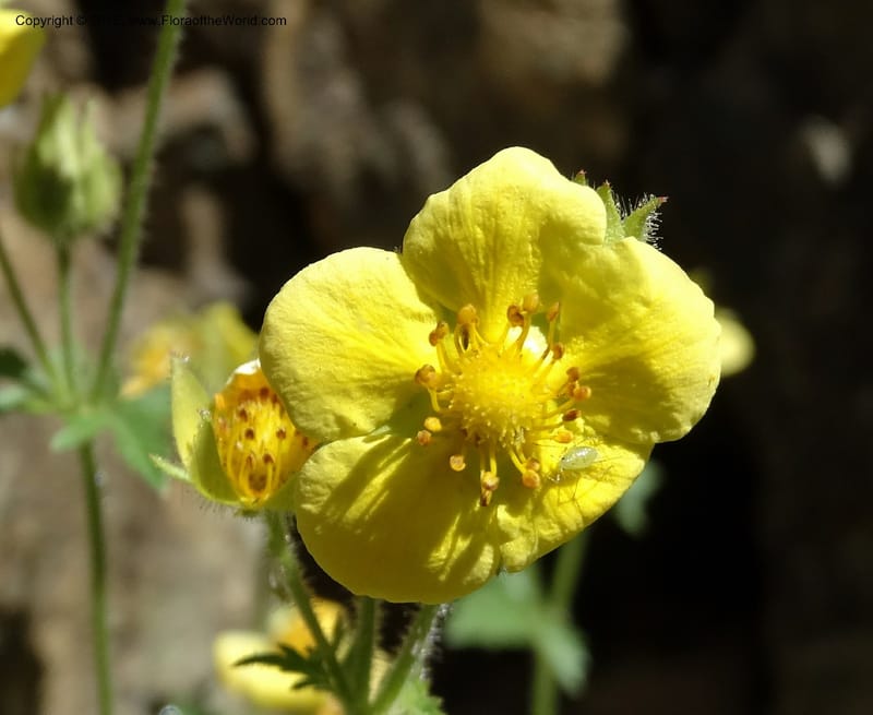 Drymocallis pseudorupestris, Davidson, C 12863--ID. Idaho Co. Seven Devils Mtns. 20 Jul 2015. DSC07745 (36).JPG