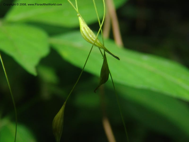 Thalictrum rhynchocarpum--So.Africa. Mpumal. Moodie Mts.  18 Mch 05. 013.jpg