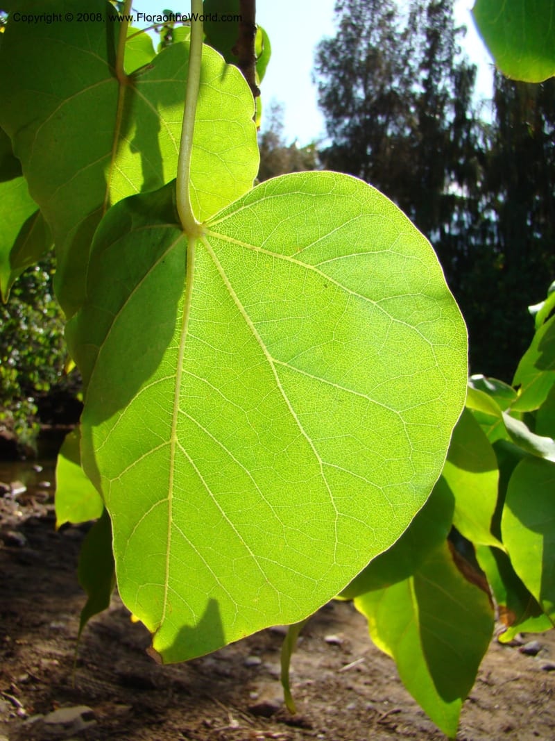 Thespesia populnea--Hawaii. W Maui. DT Fleming St Beach Park. 26 Mch 08. 008.jpg