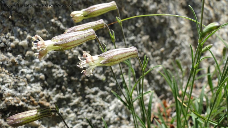 Silene repens, C. Davidson 11766--ID. Idaho Co. Josephine Lk Rd . 27 July 2010. 001 (56).jpg