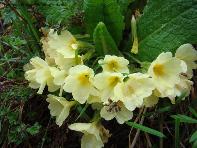 Primula vulgaris, C. Davidson 11222--Slovenia, Stajerska Region, Menina Planina, 19 May 2008.  014 (3).jpg