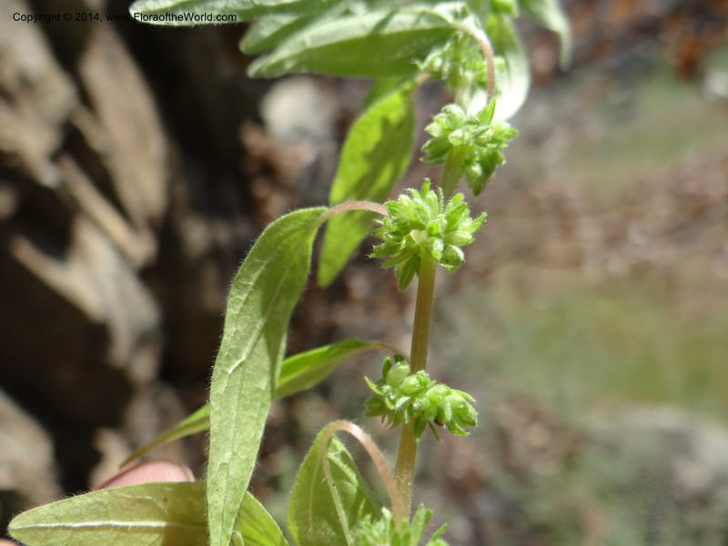 Parietaria pensylvanica, Davidson, C 12143--Oregon. Wallowa Co. Imnaha River. 7 May 2013. DSC03887 (264).JPG