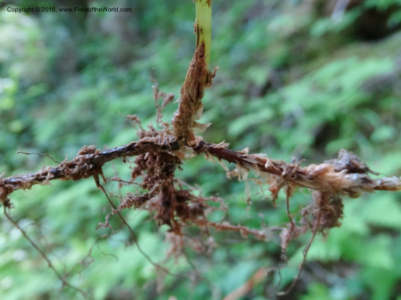 Gymnocarpium dryopteris, Davidson, C 12848--ID. Shoshone Co. St. Hwy 4. E of Burke. 2 Jul 2015. DSC07383 (52).JPG