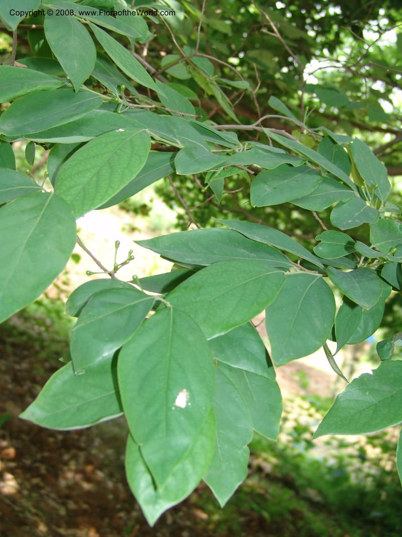 Lindera glauca, 040922301--China. Hubei. Wuhan Botanical Garden. 24 Apr 07. 195.jpg