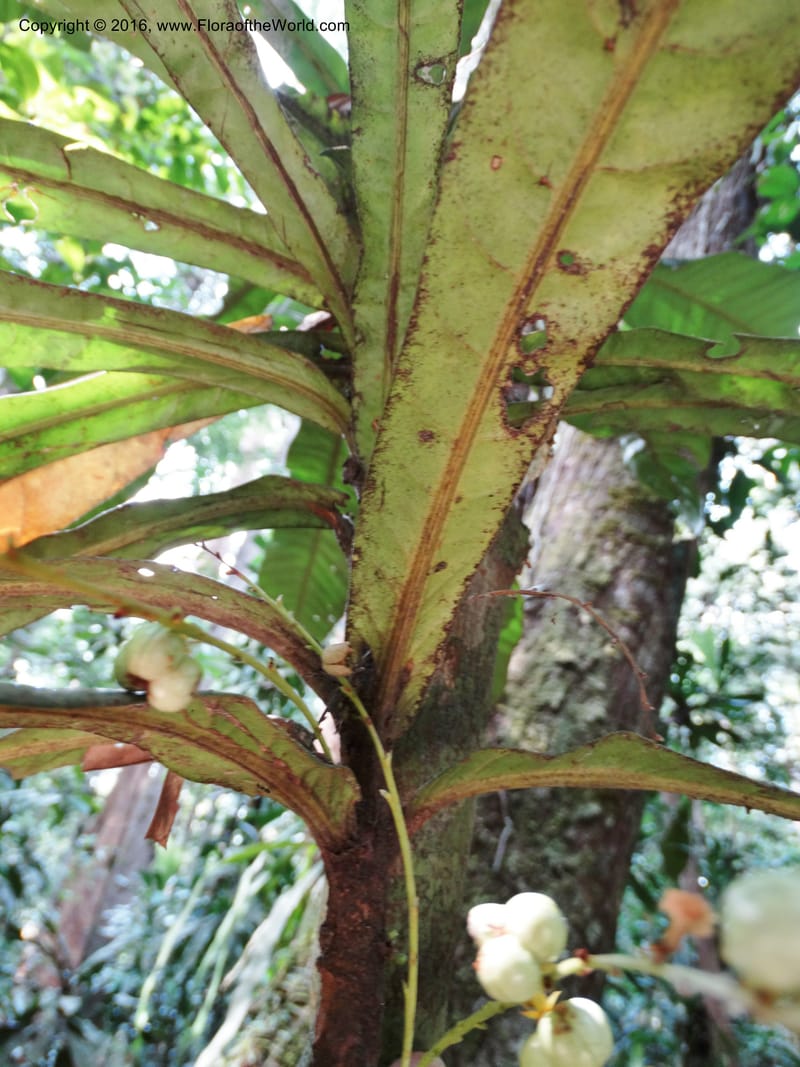 Agrostistachys longifolia, Davidson, C 12889--Sabah. Sapa Paya For. Res. 23 Mar 2015. DSC00001 (153).JPG