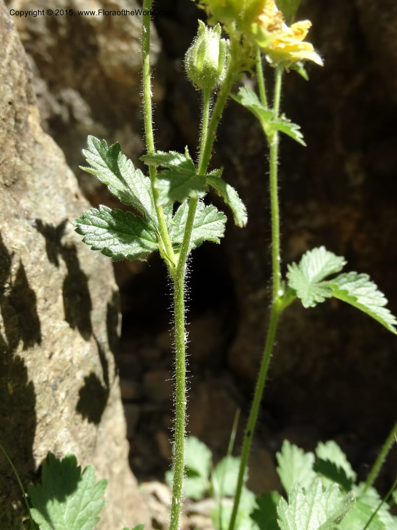 Drymocallis pseudorupestris, Davidson, C 12863--ID. Idaho Co. Seven Devils Mtns. 20 Jul 2015. DSC07745 (45).JPG