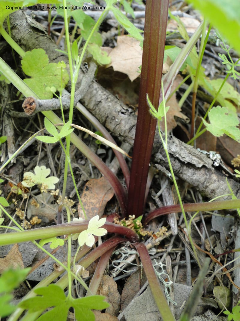 Sanicula crassicaulis, C. Davidson 11724--California. Santa Barbara Co. 4 April 2010 123 (10).jpg