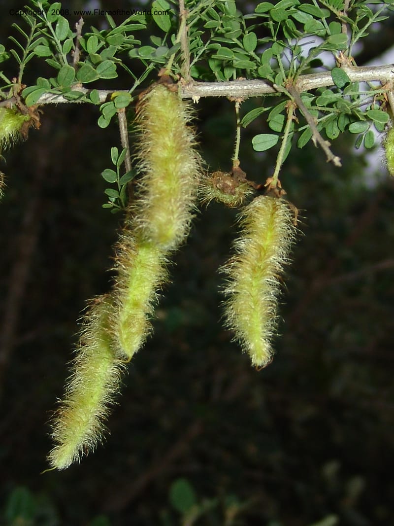 Ormocarpum trichocarpum, W3130--So. Africa. Mpumal. Karino, Whyte Thorne Gdn. 14 Mch 05. 020.jpg