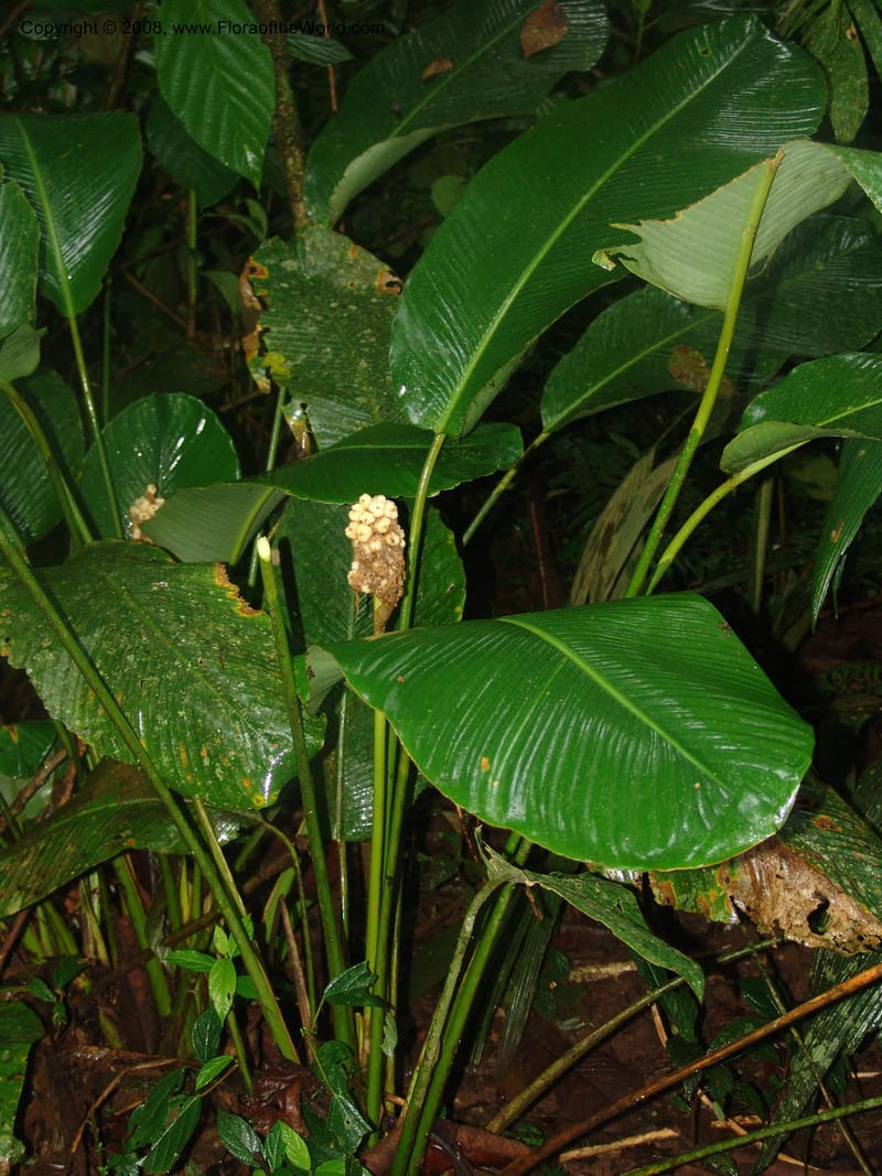 Calathea gymnocarpa--Costa Rica. Prov. Limon. La Selva Biol. Sta. 5 Nov 05. 158.jpg