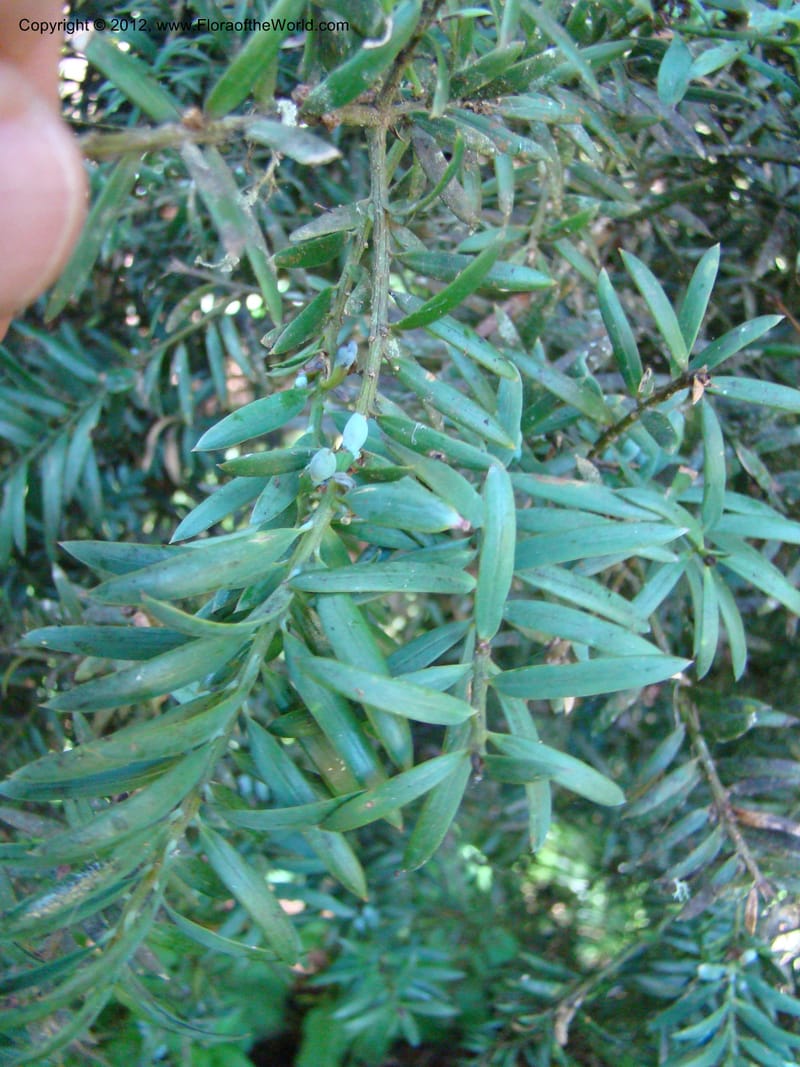 Podocarpus totora, C. Gemmill 646--New Zealand. Waikato Distr. Puke Moke Moke Res. 26 Nov 07. 138 (4).jpg