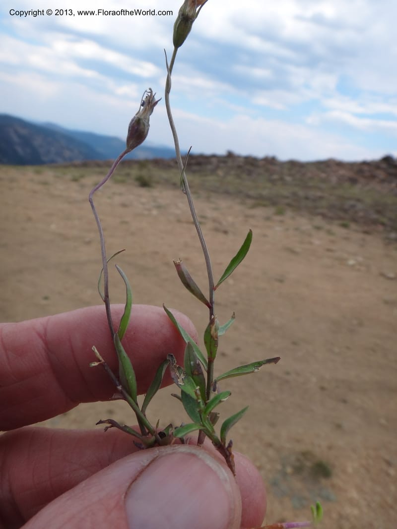 Campanula, Davidson, C #12084--ID, Valley Co., Elk Summit, 7 Aug 2012 DSC00699 (18).JPG
