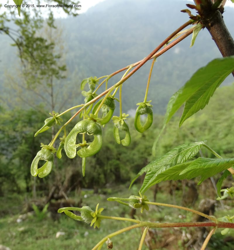 Acer, Boufford, D 43670--China. Sichuan. GuoBaYan, HanBaiYu Shan. 12 May 2014. DSC05373 (216).JPG