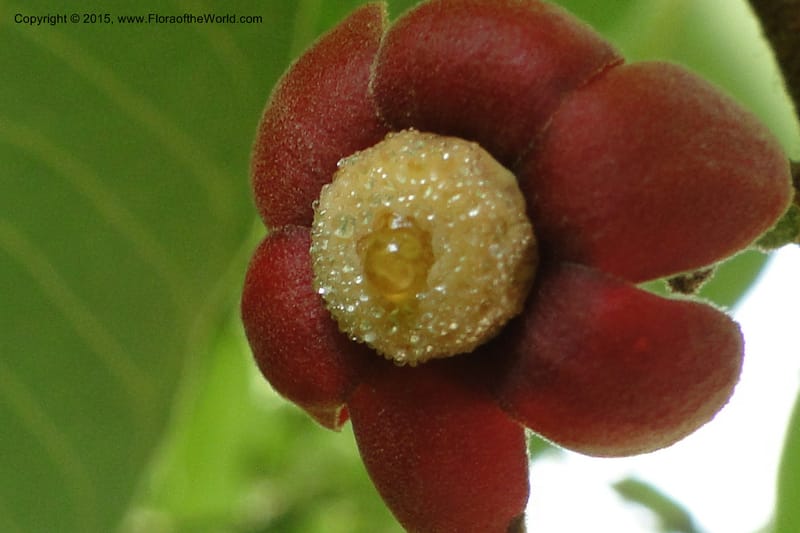 Uvaria, Regalado 1954--Viet Nam. Forest Block 19. 15 May 2011. 144 (25).jpg