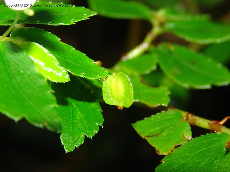 Begonia foliosa, Croat 95770--Ecuador. Maquipucuna Biol. Res. Send. al Humedal. 14 Mar 06. 197 (5).jpg