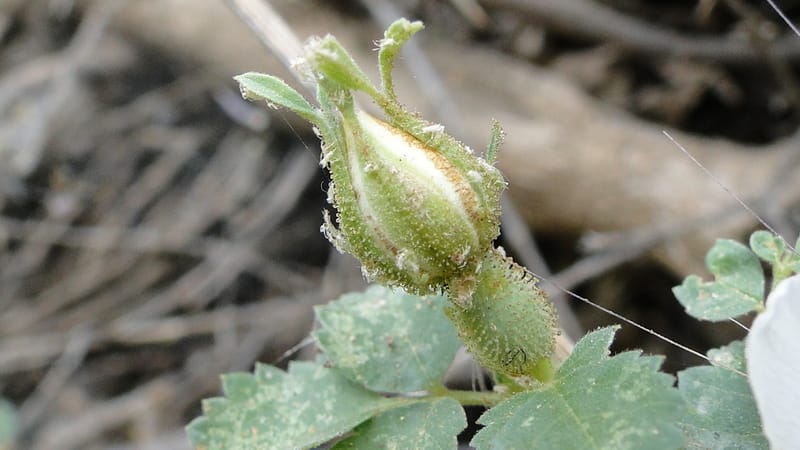 Rosa elymaitica, A. G. Miller 121.3--Iraq. Kurdistan. Shakh-i Pira Magun. 9 June 2010. 272 (7).jpg