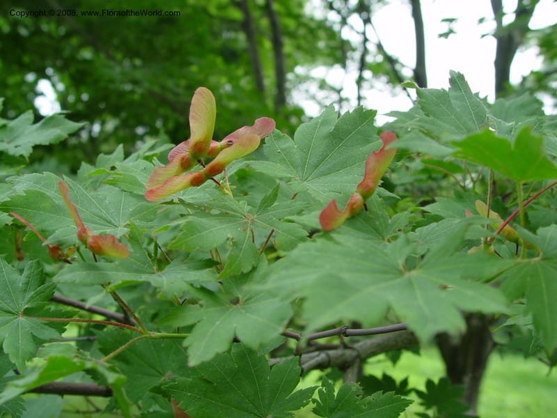 Acer pseudosieboldianum, 1400-77-A--MA. Arnold Arboretum. 30 Jun 03. 005.jpg