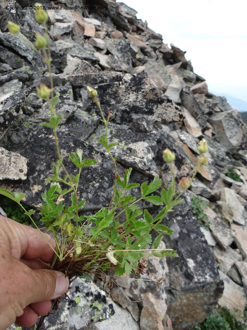 Drymocallis pseudorupestris, Davidson, C 12083--ID. Valley Co. Elk Summit. 7 Aug 2012. DSC04187 (103).JPG