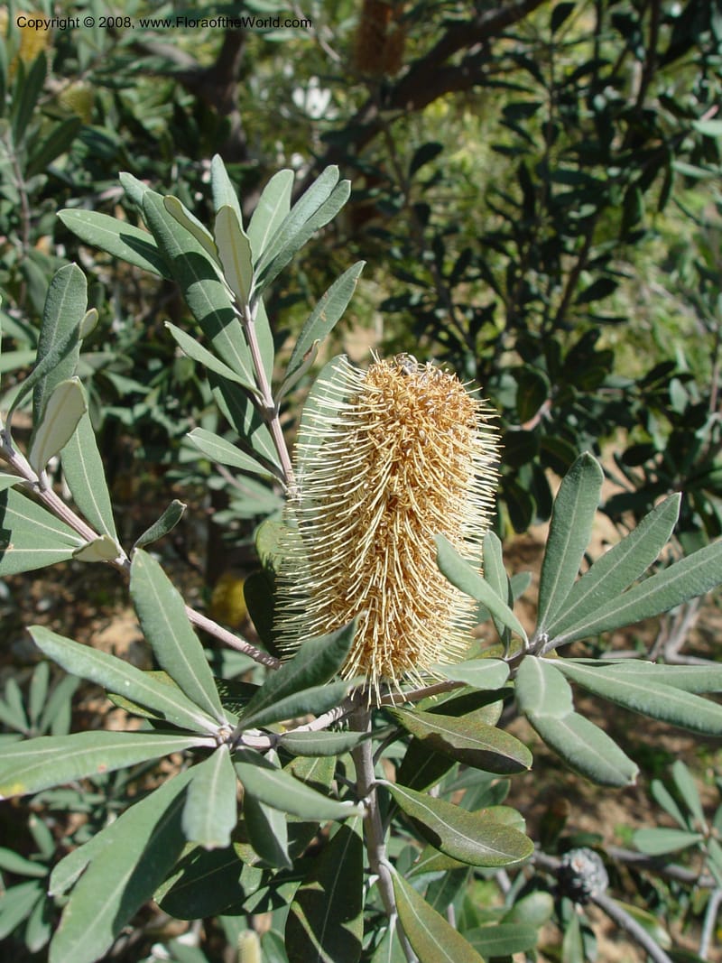 Banksia integrifolia, 1999.00423--Spain. Barcelona Botanic Garden. 21 Apr 04. 057.jpg