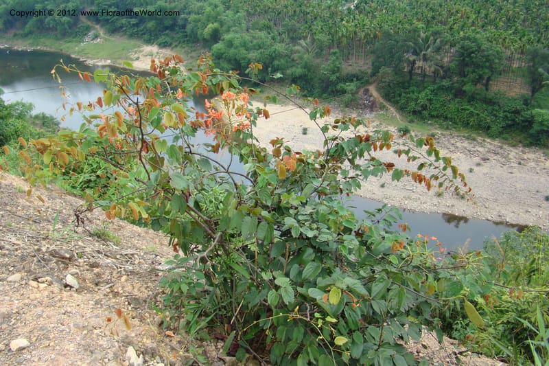 Bauhinia, Regalado 1717--Viet Nam. Thua Thien Hue Prov. Nam Dong Distr. Thuang.12 Apr 09. 283.jpg