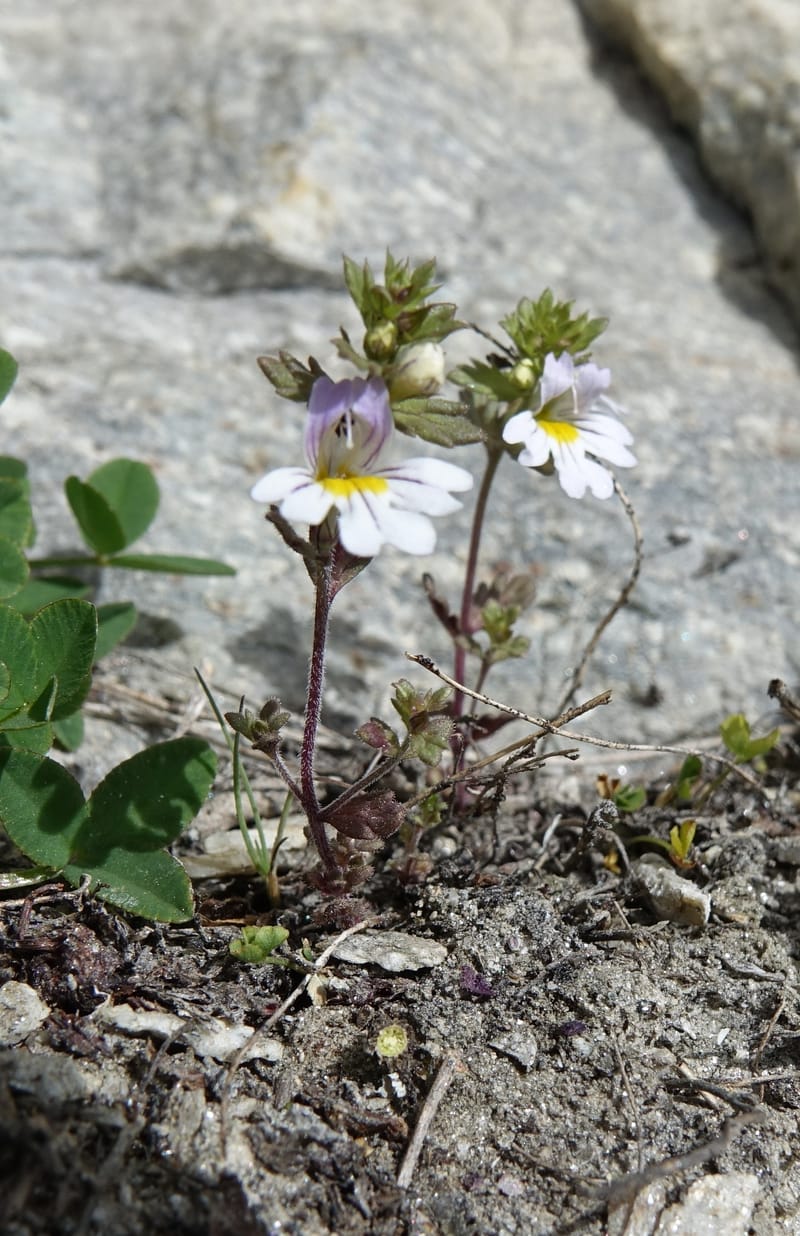 Euphrasia alpina, Not collected--Switzerland. Sass Almagell. Lac Mattmark. 3 Jul 2016. DSC08449 (43).JPG