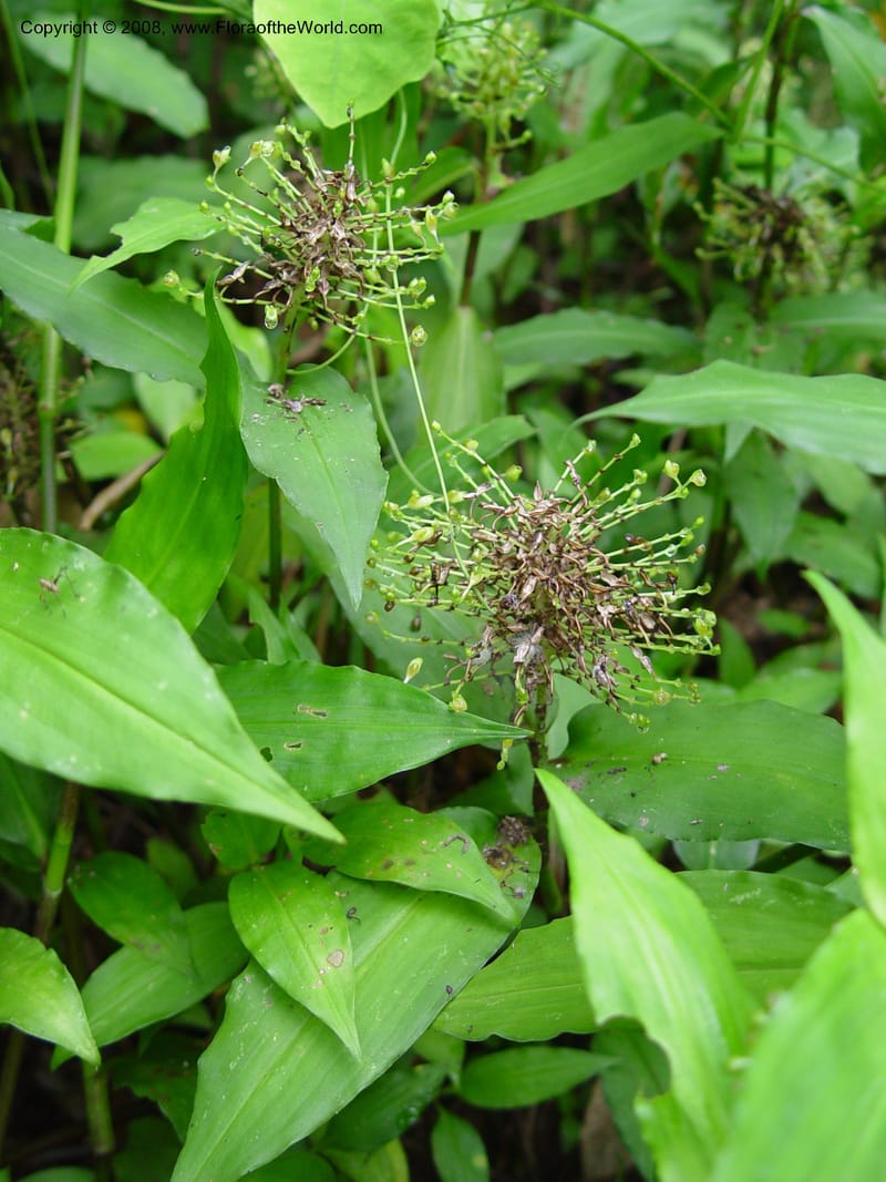 Aneilema beninense--Cameroon. Limbe Botanic Garden. 4 Dec 03. 270.jpg