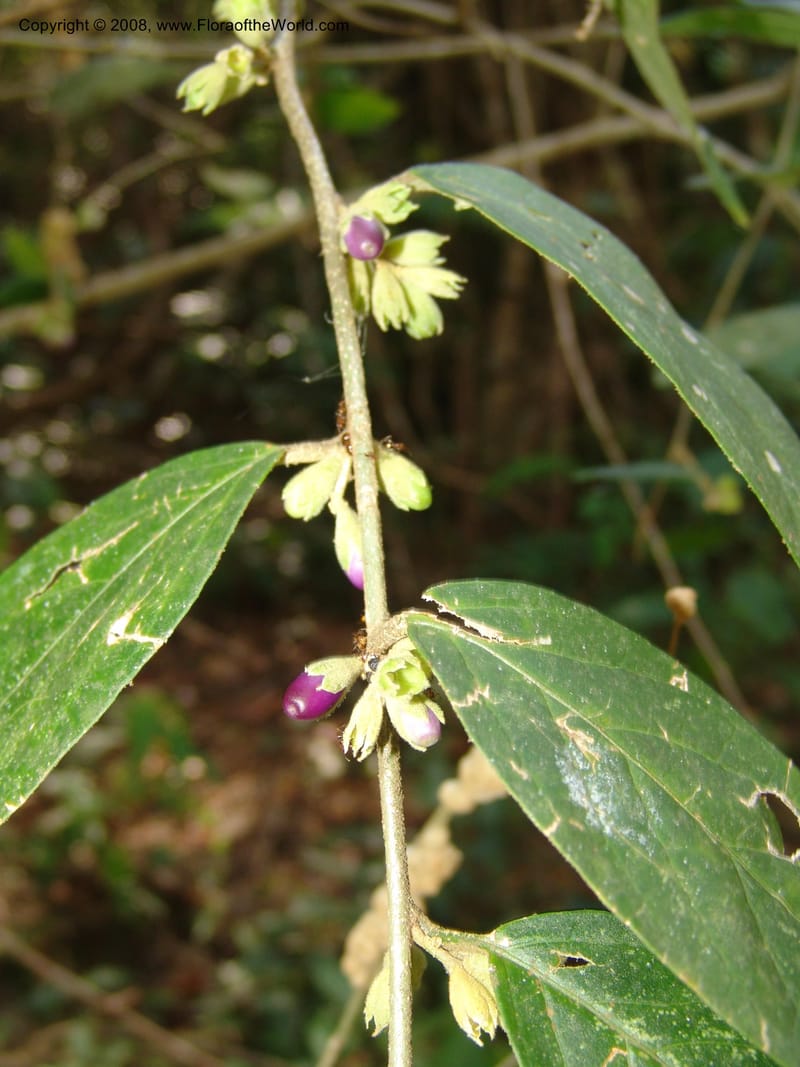 Cestrum, AAraujoM2970--Bolivia. N of Apolo. Rio Machariapu. 18 Sep 06.  356.jpg