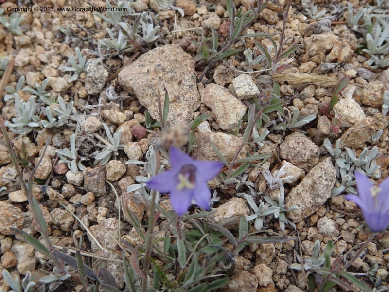 Campanula, Davidson, C #12084--ID, Valley Co., Elk Summit, 7 Aug 2012 DSC00699 (6).JPG