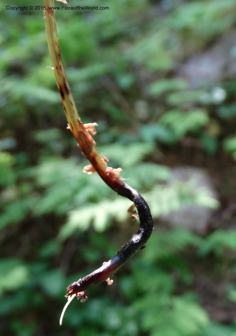 Gymnocarpium dryopteris, Davidson, C 12848--ID. Shoshone Co. St. Hwy 4. E of Burke. 2 Jul 2015. DSC07383 (44).JPG