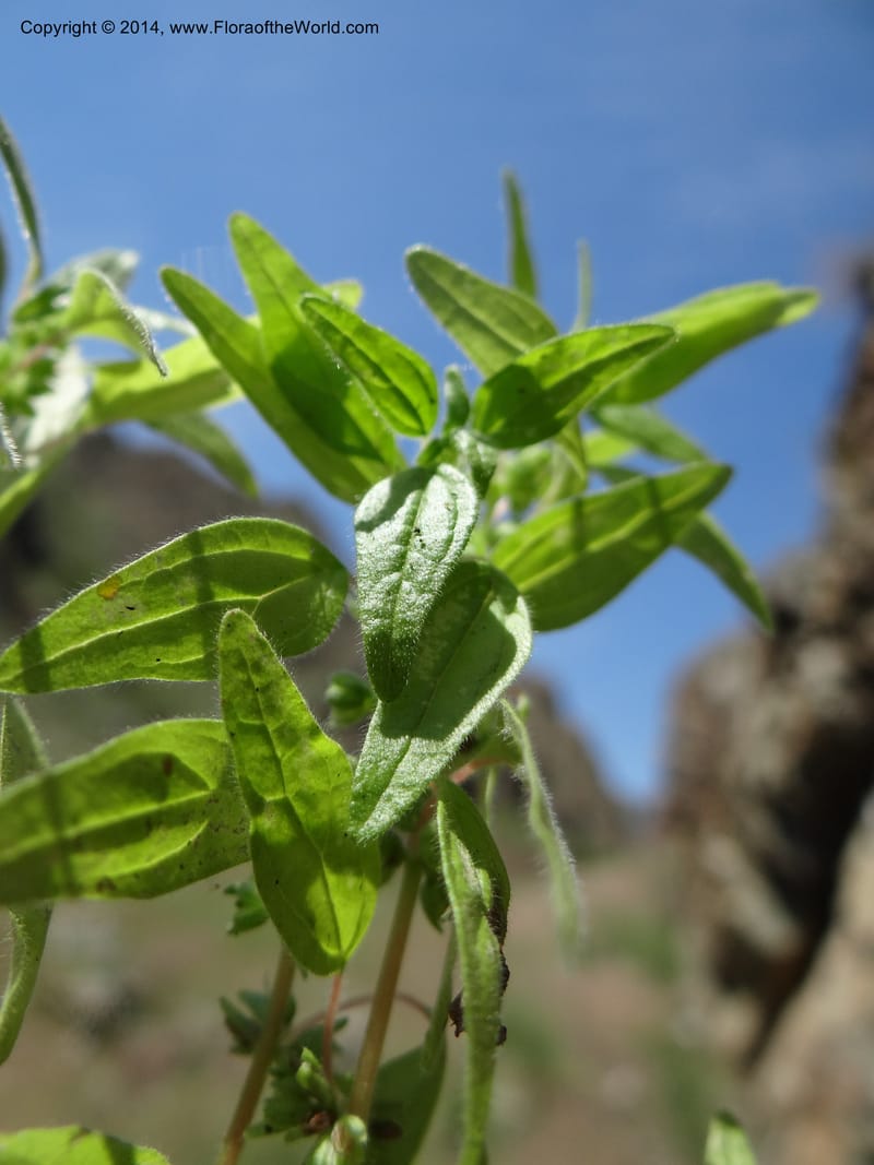 Parietaria pensylvanica, Davidson, C 12143--Oregon. Wallowa Co. Imnaha River. 7 May 2013. DSC03887 (268).JPG