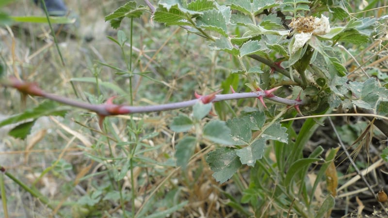 Rosa elymaitica, A. G. Miller 121.3--Iraq. Kurdistan. Shakh-i Pira Magun. 9 June 2010. 272 (9).jpg