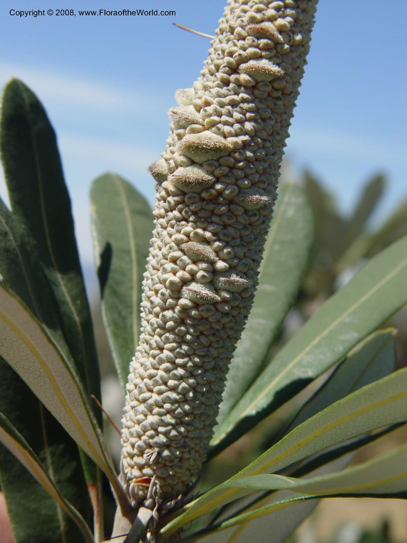 Banksia integrifolia, 1999.01594--Spain. Barcelona Botanic Garden. 19 Apr 04. 083.jpg