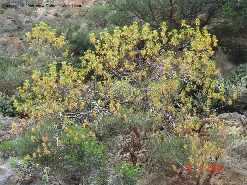 Euphorbia dendroides--Crete. Ep. Kisamos. Sirikari Gorge. 25 May 05. 398.jpg