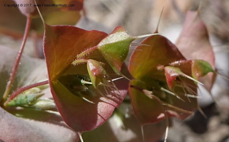 Oxytheca perfoliata, Davidson, C 13128--California. Inyo Co. Mahogany-Wild Rose Rd. 19 Apr 2016.  (158).JPG