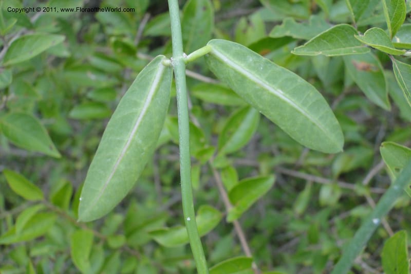 Funastrum clausum, W. D. Stevens 31011--Paraguay. Edo. Pres. Hayes. Rta. 9. 13 Mar 2011. 258 (15).jpg