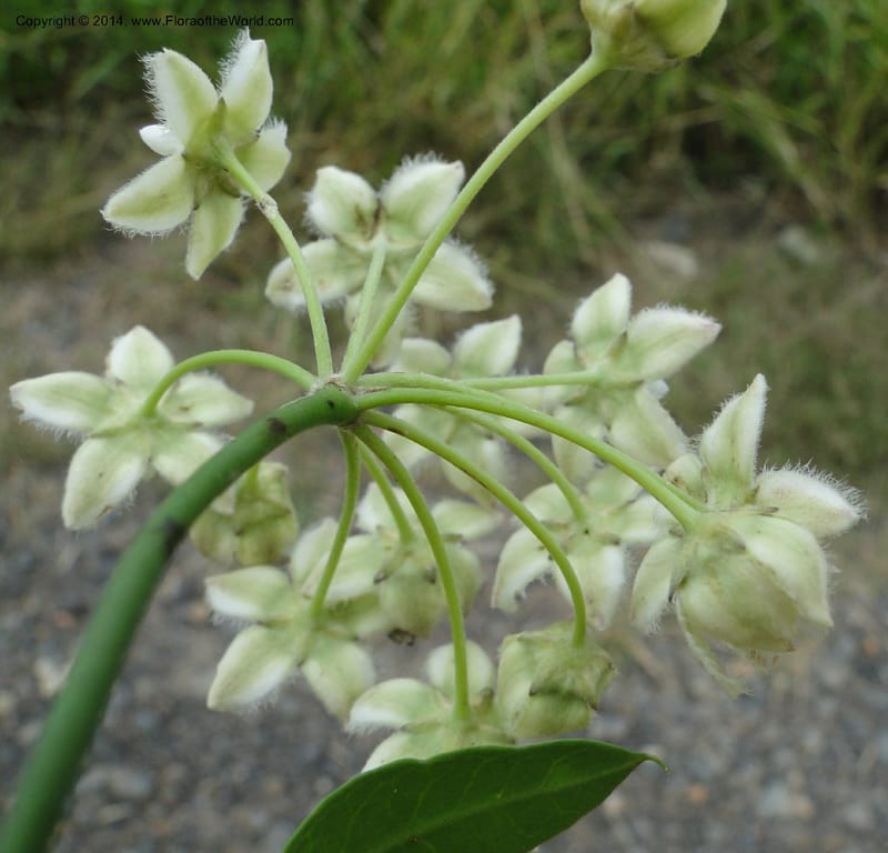 Funastrum clausum, Stevens, W.D. 31011, Transchaco, 13 Mar 2011 1156 (20).JPG