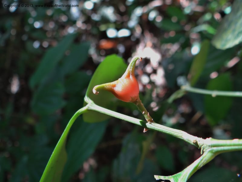 Buxus, VC 5617--Thailand. Surat Thani Prov. Khlong Phanom Nat. Park. 15 Nov 2012. (224).JPG