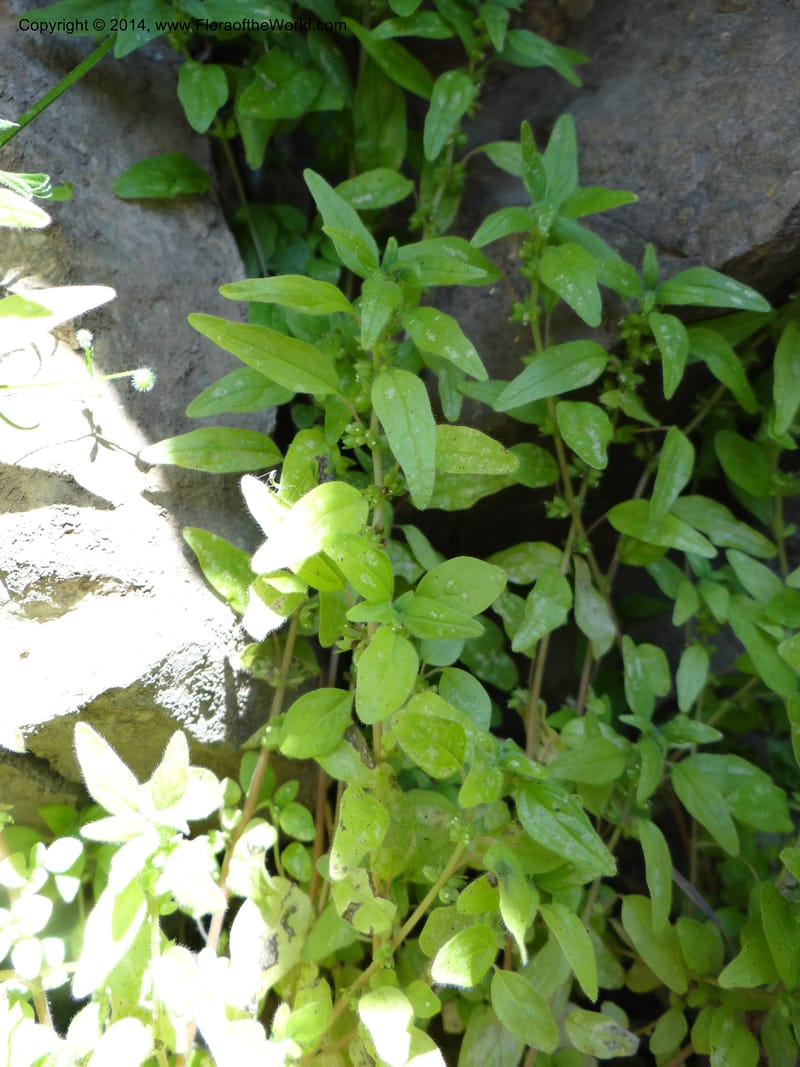 Parietaria pensylvanica, Davidson, C 12143--Oregon. Wallowa Co. Imnaha River. 7 May 2013. (255a).JPG